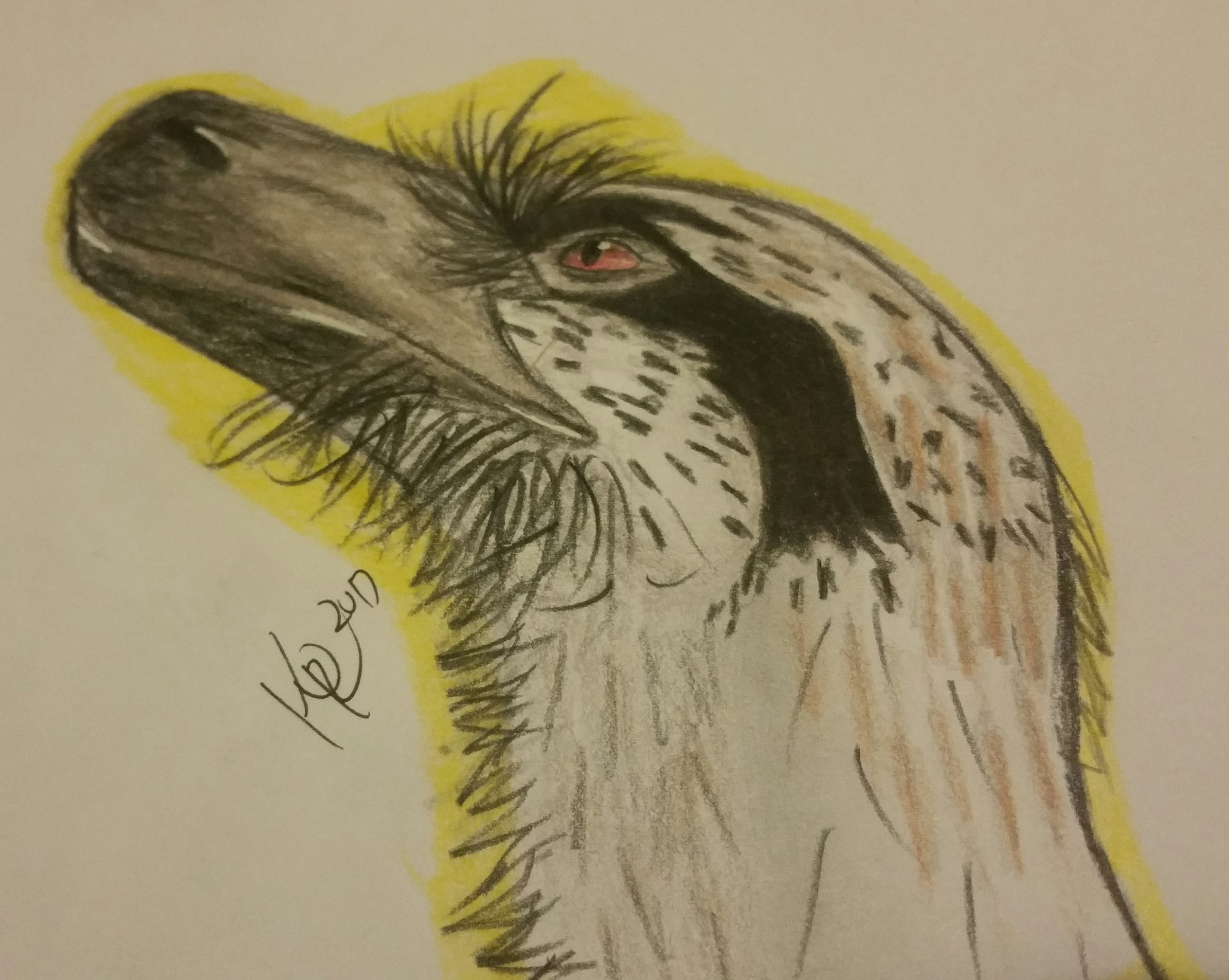 Dakota Raptor